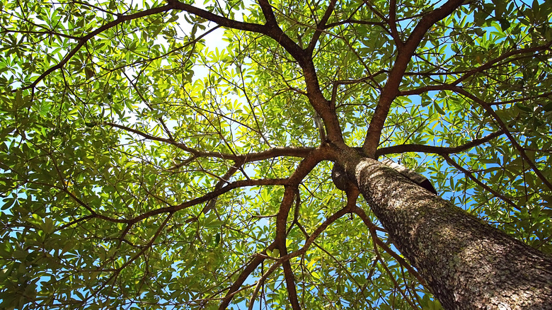 Branches reminiscent of Web of Wyrd