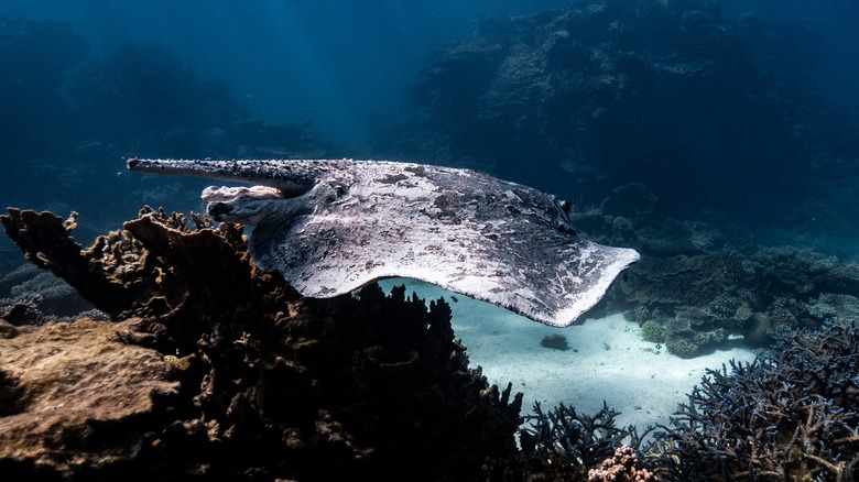 Stingray swimming in sea