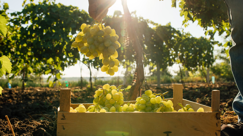 Worker's Hands Cutting White Grapes from vines 