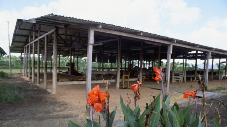 The central pavilion at Jonestown behind wild flowers