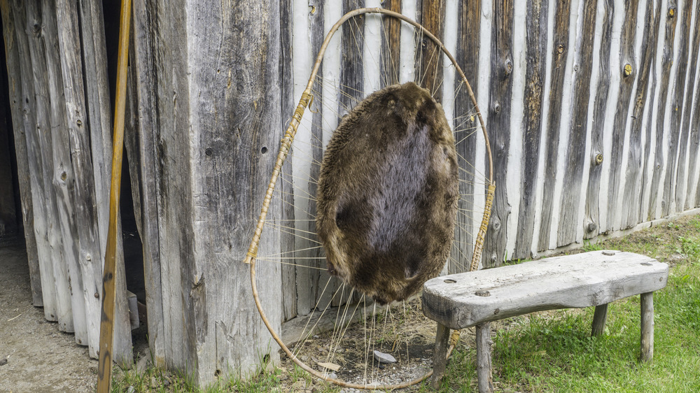 Beaver pelt being dried