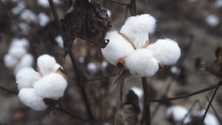 Cotton plant in flower