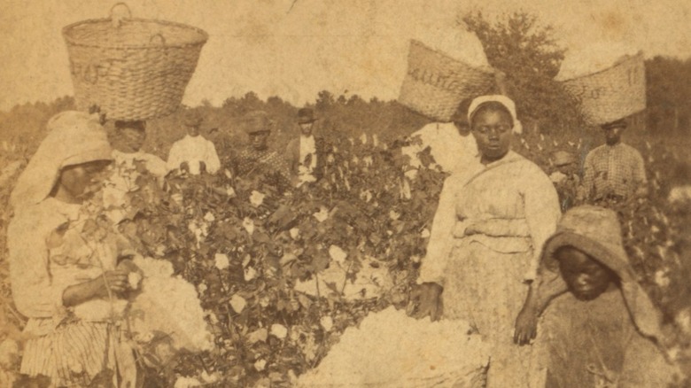 Picking cotton, 1880