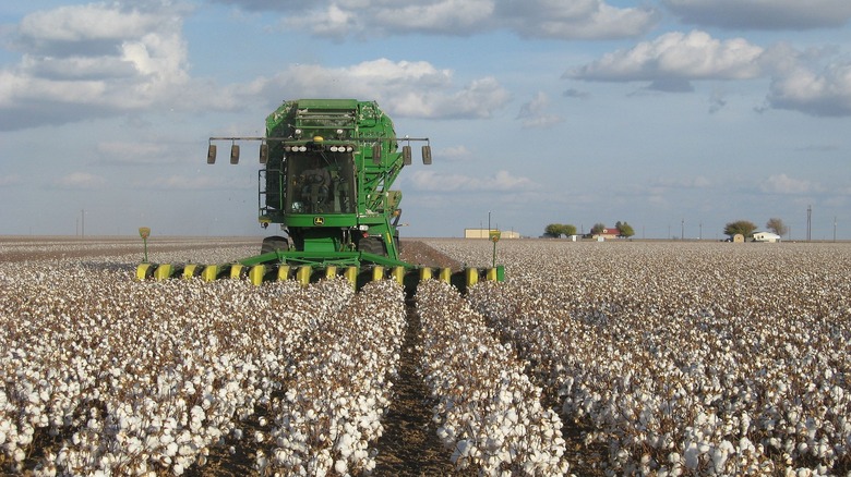 A John Deere cotton harvester at work in a cotton field 