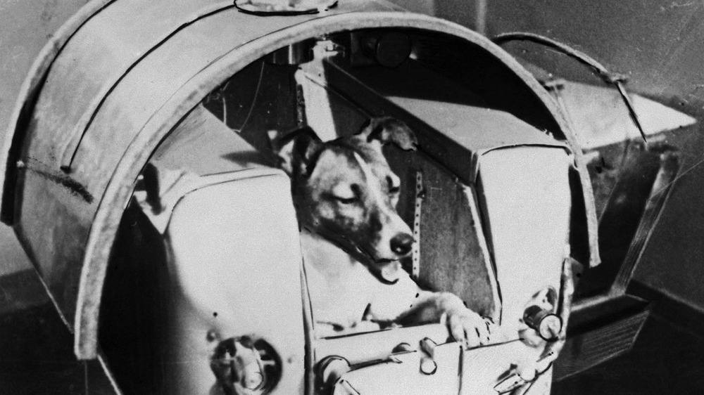 Laika the dog in her spacecraft