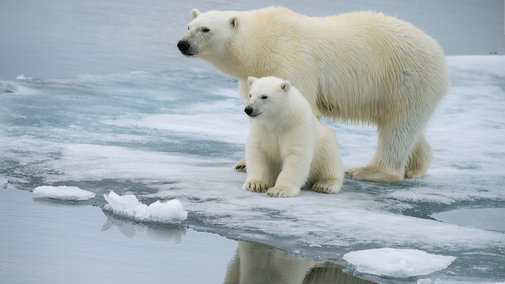 polar bears