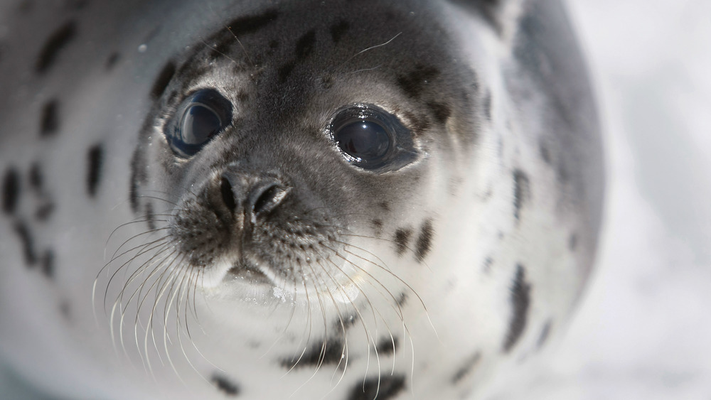 harp seal