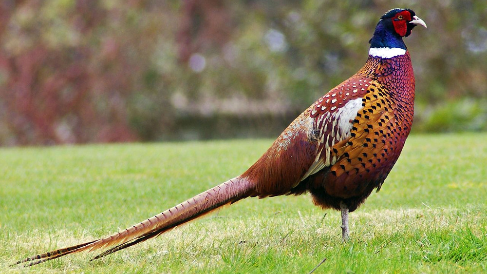 Cropped photo of pheasant, https://creativecommons.org/licenses/by-sa/2.0/