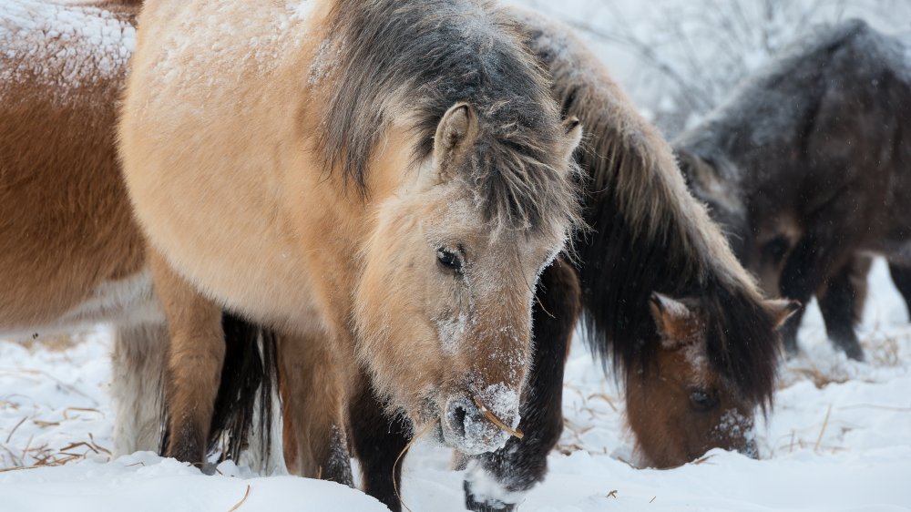 Yakutian horse