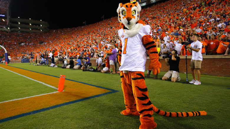 Clemson tiger alone poses on sidelines