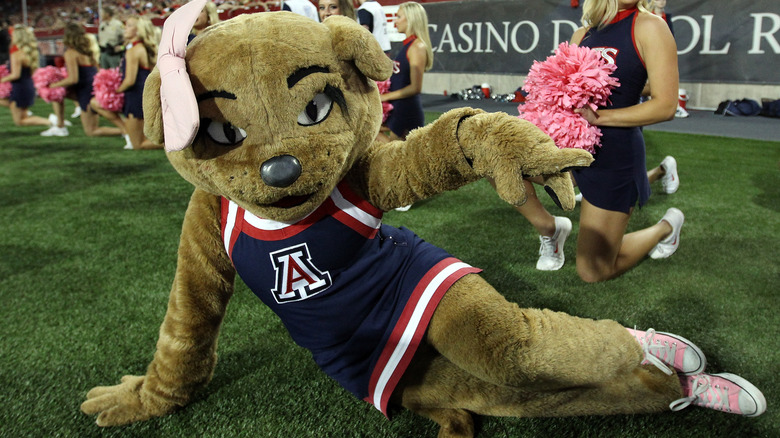 University of Arizona mascot posing