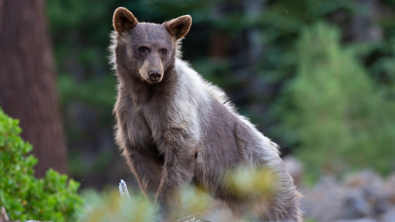 A young Black Bear in Yosemite National Park in California