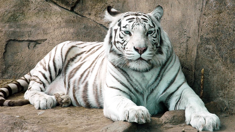 White Bengal tiger lounging on rocks