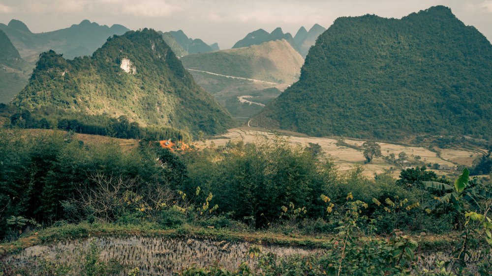 rice paddies in Vietnam