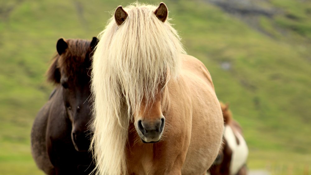 icelandic horses