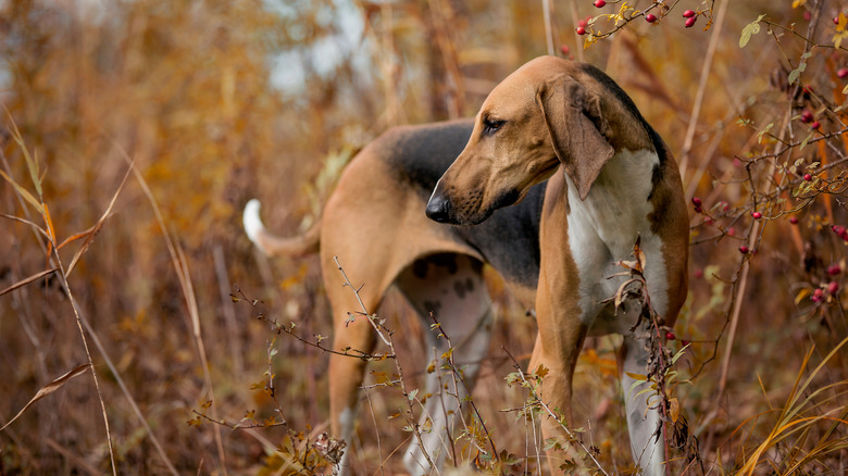 hunting dog in long grass