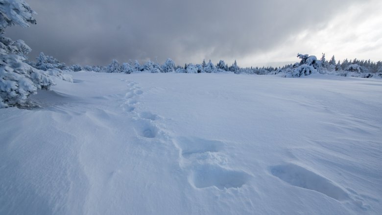 Tracks in the snow