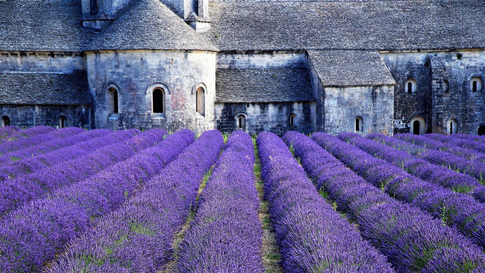 lavender monastery