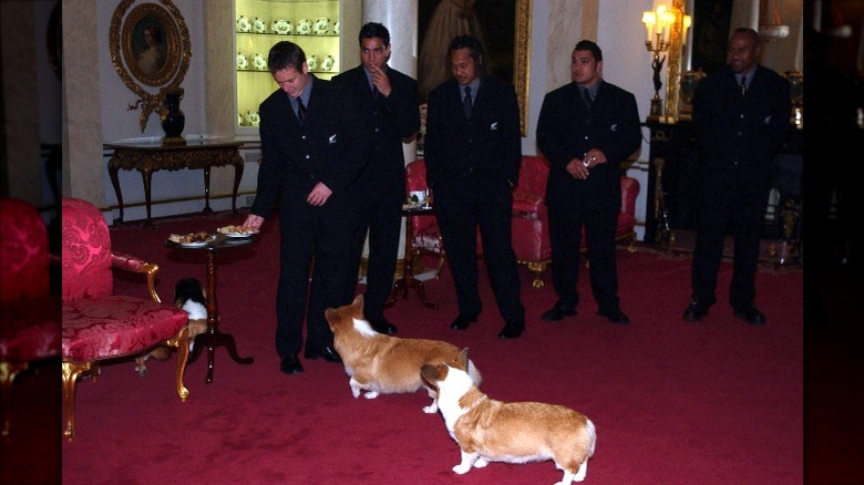 The corgis at an official event at Buckingham Palace