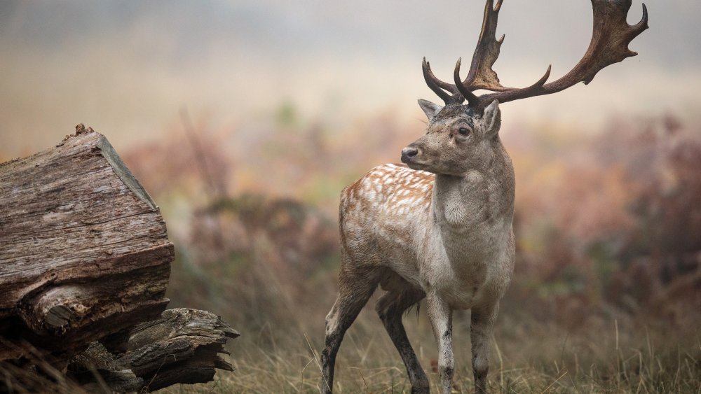 fallow deer