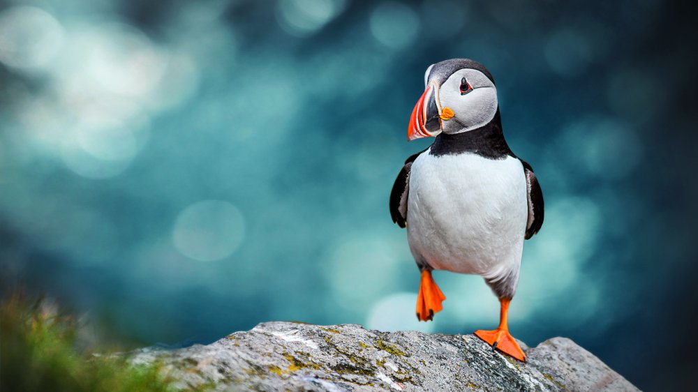 puffin