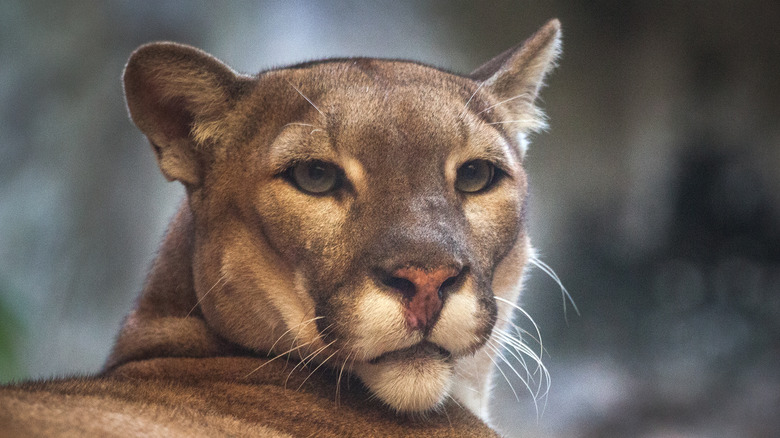 North American mountain lion posing