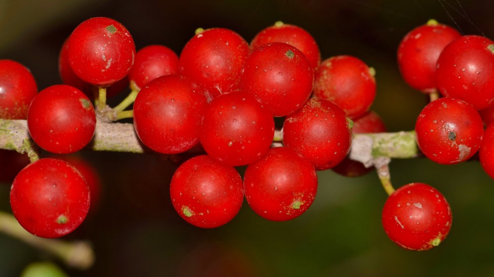 holly berries