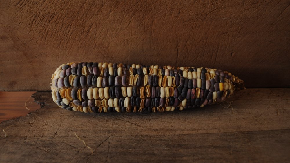 flint corn