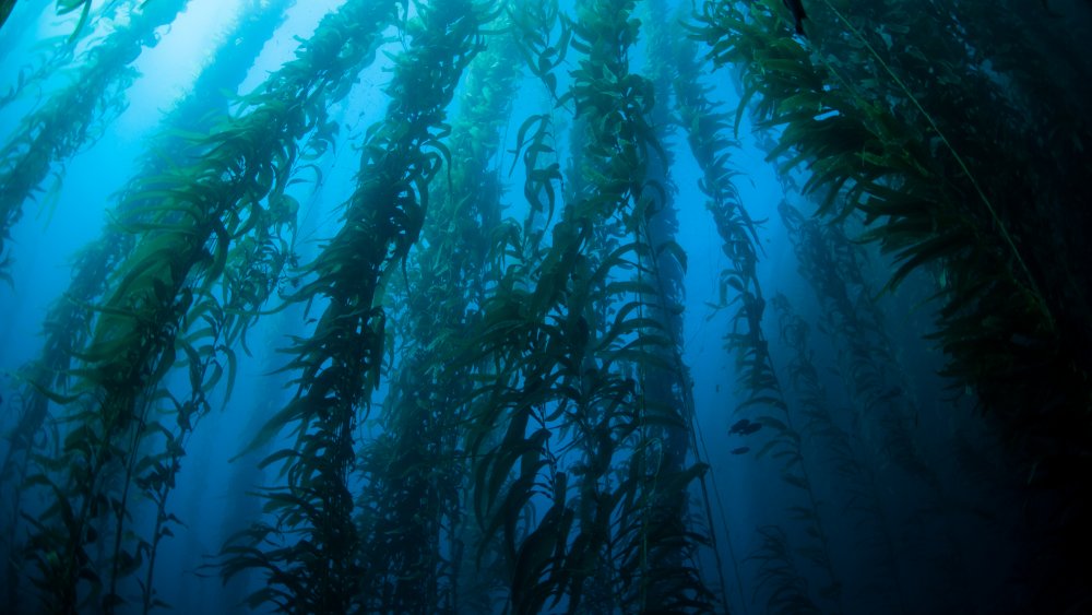 kelp forest