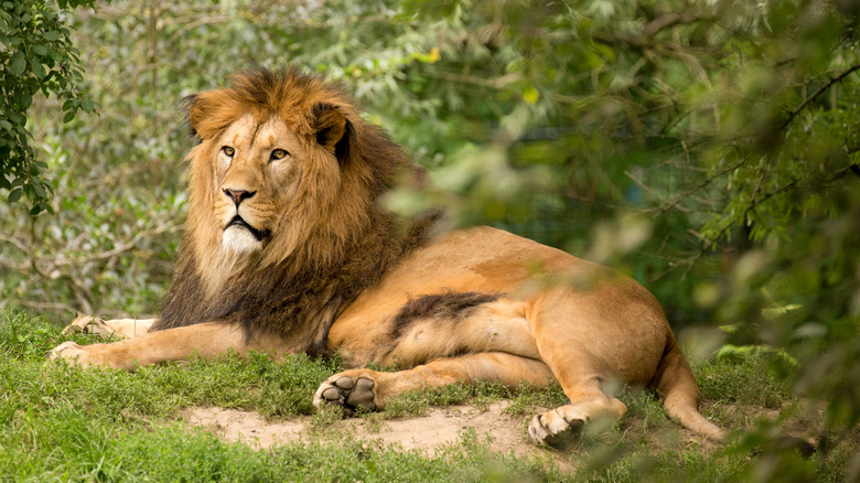 Captive Barbary Lion