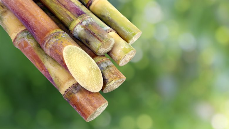 sugar cane