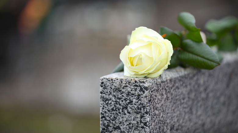 Rose on grave