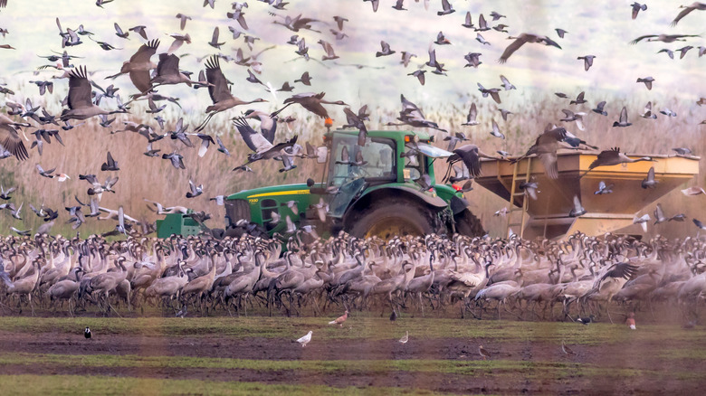 Feeding cranes 