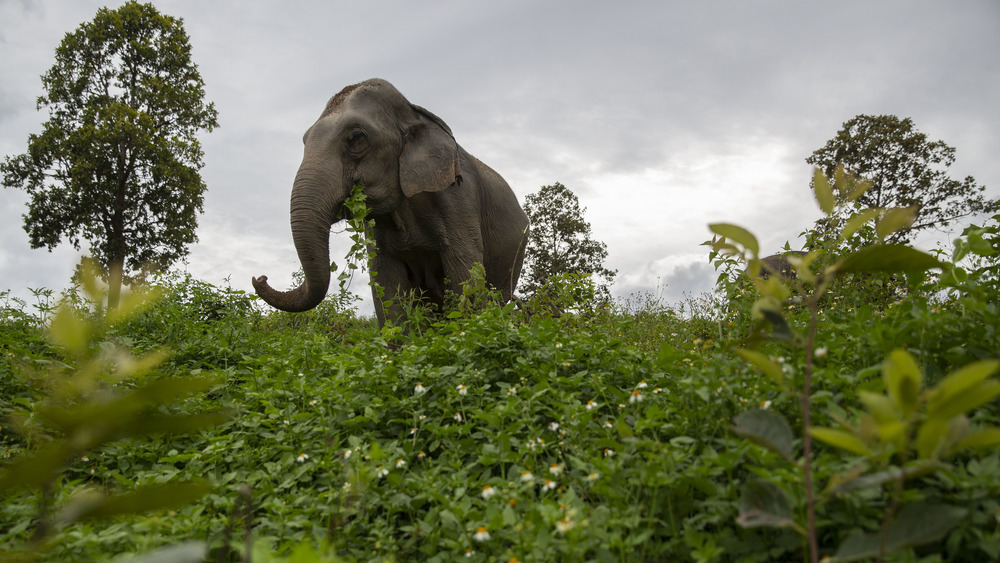 Asian elephant