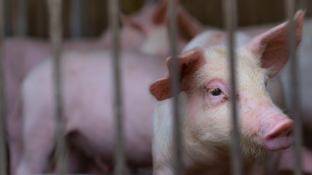 A pig in a farm