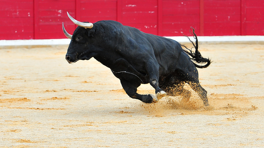 bull in a stadium