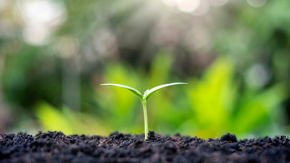 Plant emerges from soil