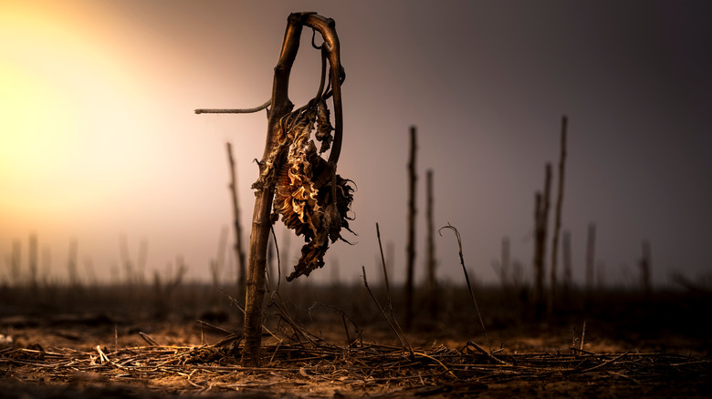 dying sprouts due to drought