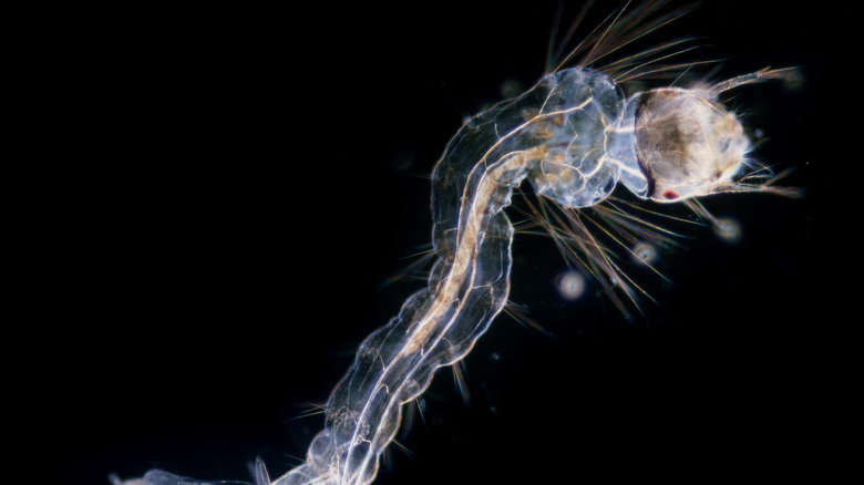 mosquito larva under microscope