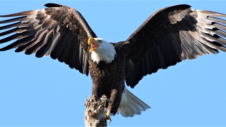 what-really-happens-if-you-kill-a-bald-eagle