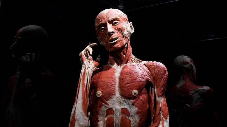 Plastination, body