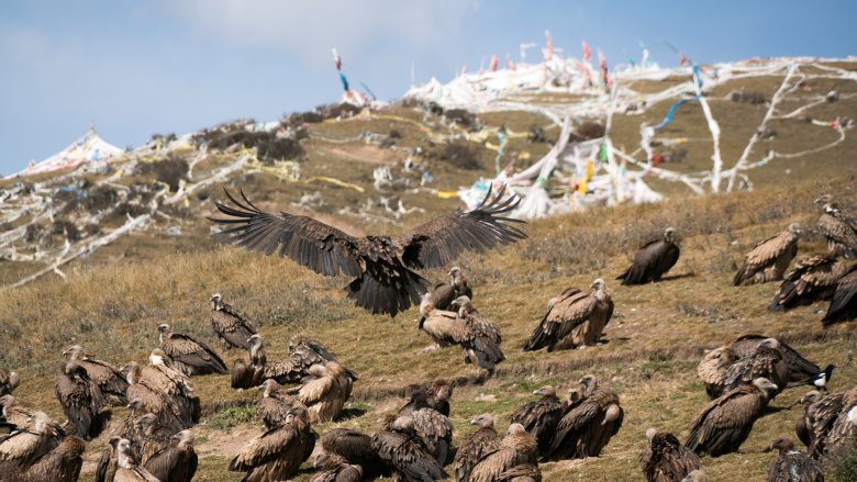 Sky burial, vultures