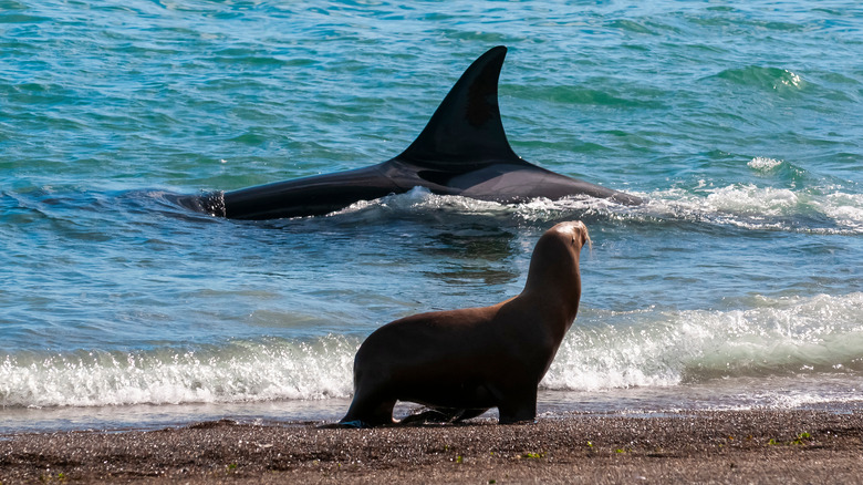 Orca whale hunting sea lion