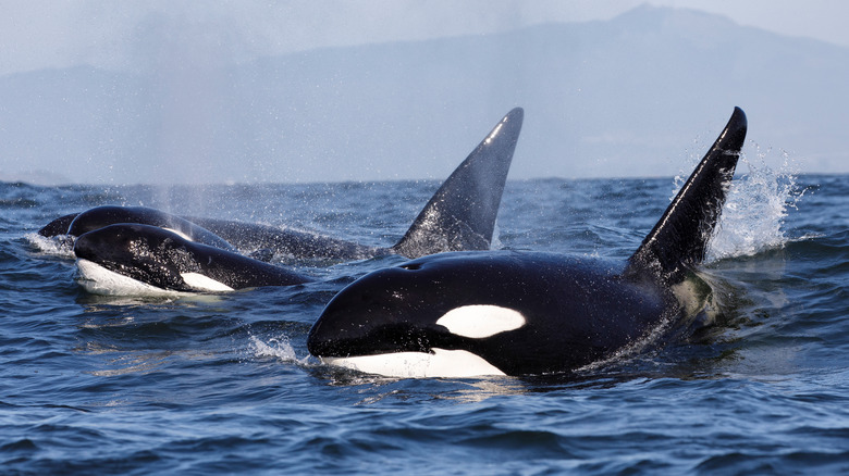 Orca whales breathing