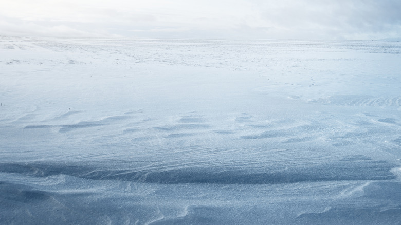 Snowy landscape