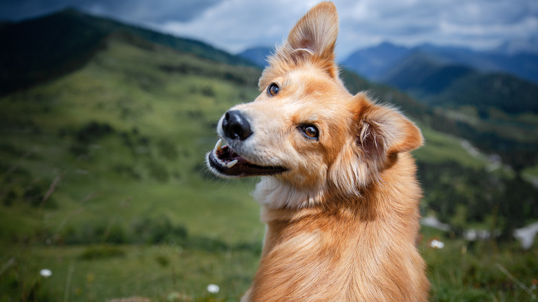 smiling dog looking over her shoulder