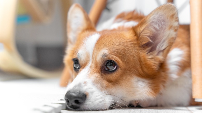 guilty looking corgi