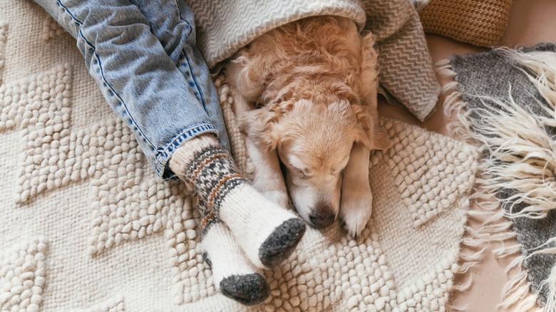 golden retriever sitting with person