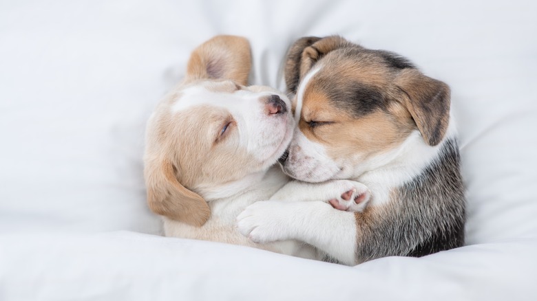 two beagle puppies sleeping in bed