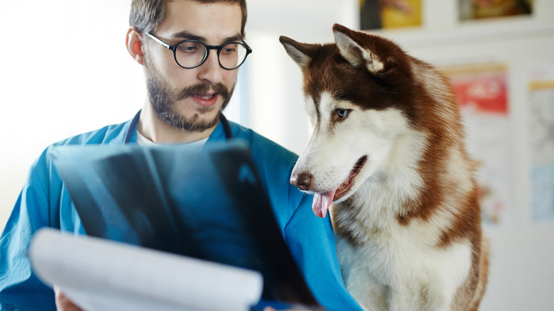 vet and dog looking at imaging